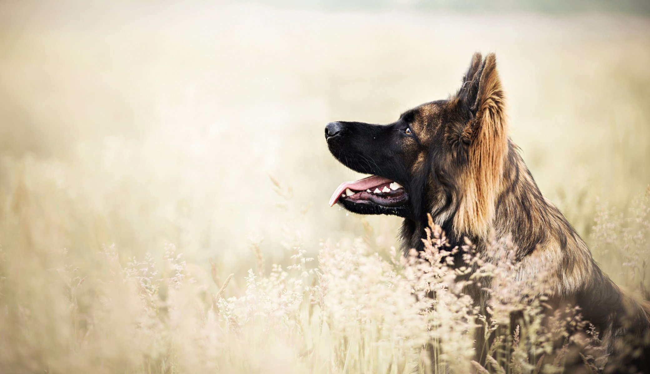 Взыскание ущерба при укусе собаки в Покровске