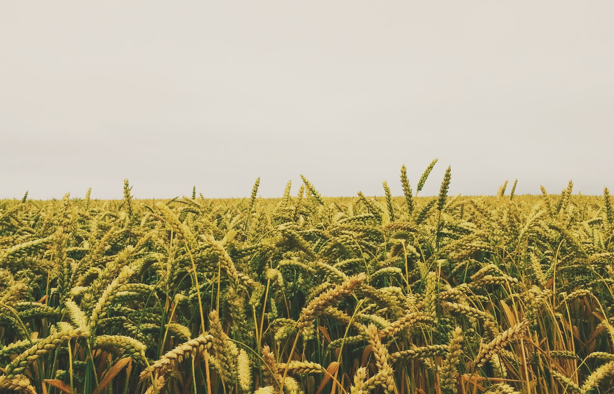 Юрист по земельным спорам в Покровске. Услуги земельного юриста.